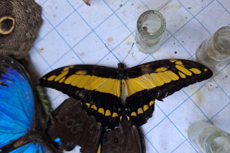 butterfly-farm-native-tribes-and-wildlife-rescue-5