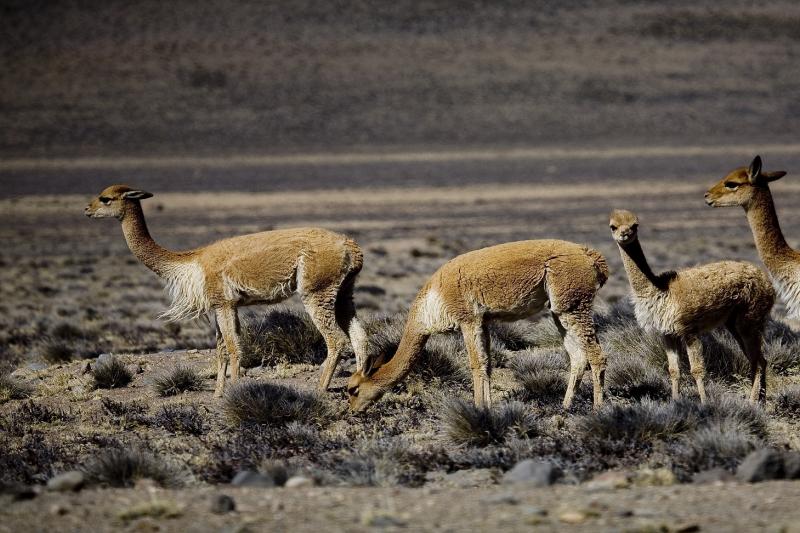 2-day-colca-canyon-classic-tour-chivay-6