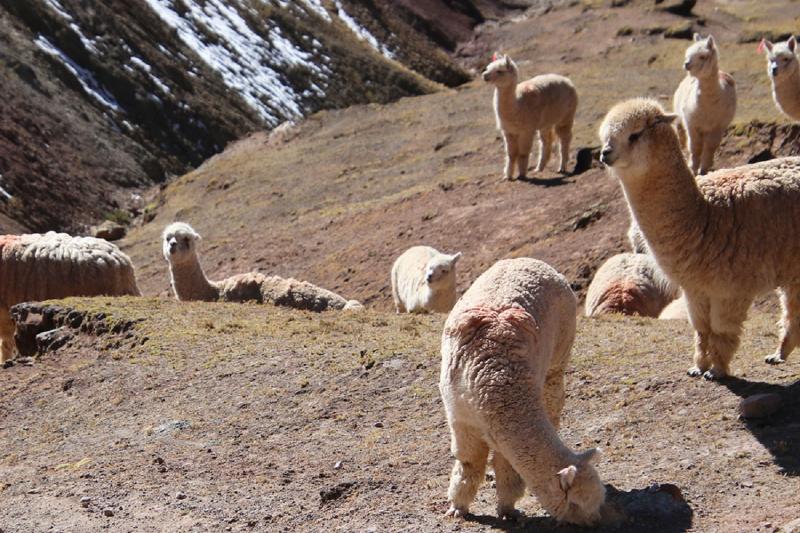 palccoyo-rainbow-mountain-trek-day-tour-in-cusco-6