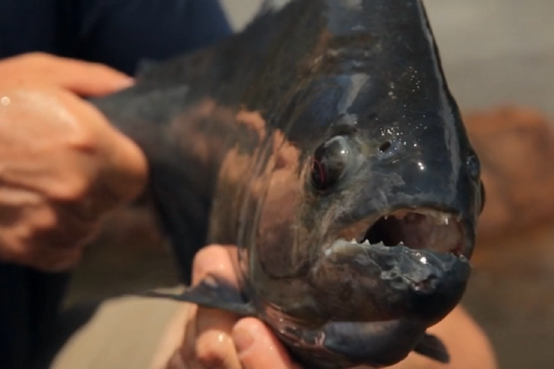 amazon-fishing-day-tour-piranhas-2
