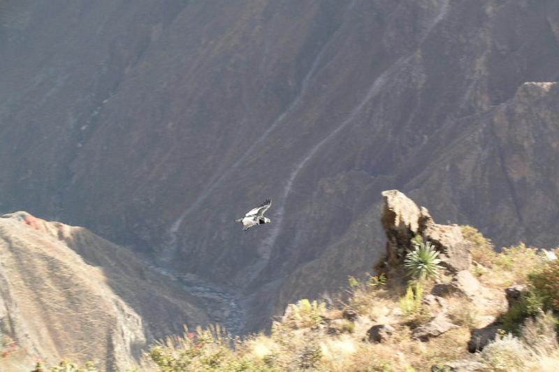2-day-colca-canyon-trek-private-room-5