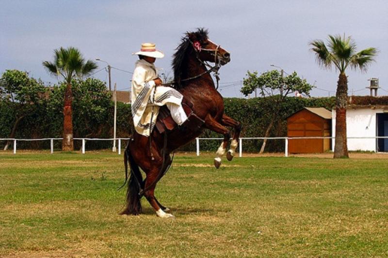 peruvian-paso-horse-marinera-wlunch-transfers-2