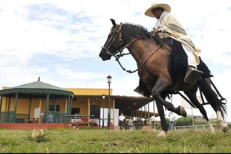 peruvian-paso-horse-marinera-wlunch-transfers-3