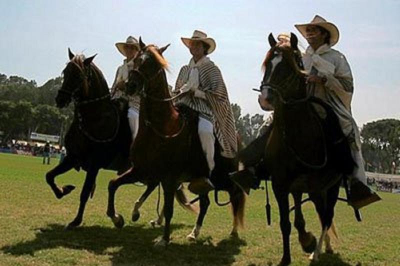 peruvian-paso-horse-marinera-wlunch-transfers-4