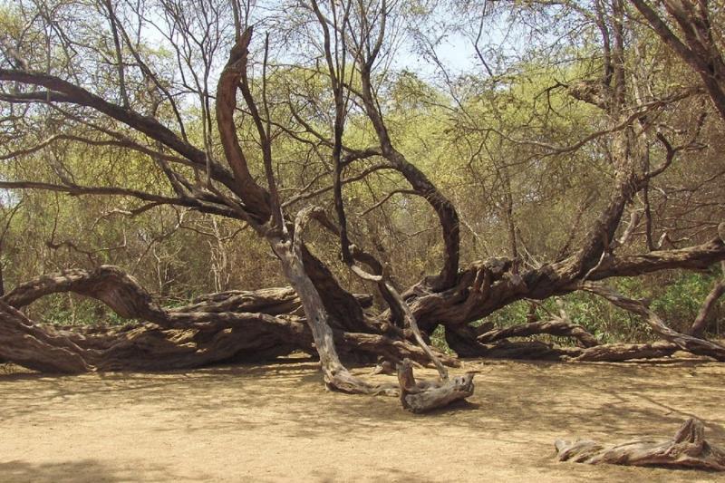 pomac-forest-historic-sanctuary-sican-museum-2