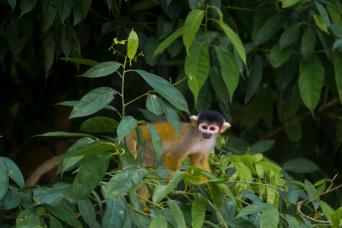 3-Day Manu National Park Tour from Cusco