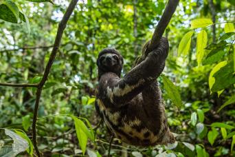 4-Day Trip to Pacaya Samiria Amazon Lodge