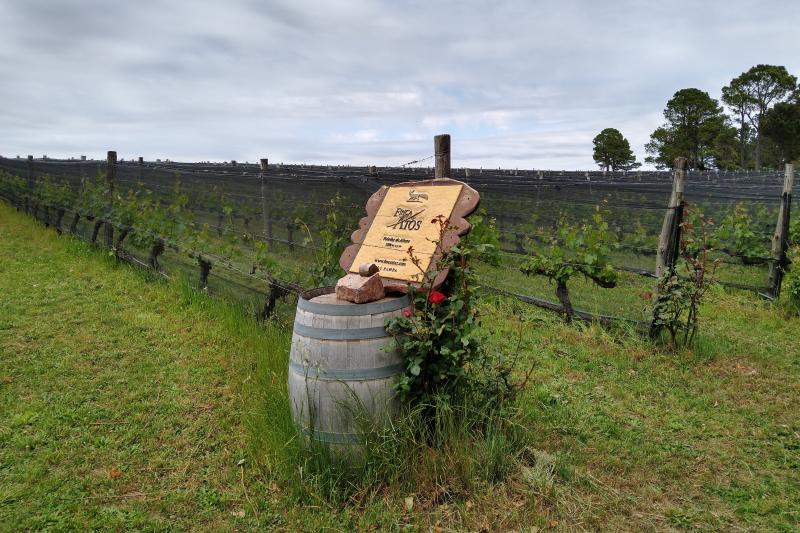 wine-road-in-calamuchita-valley-3