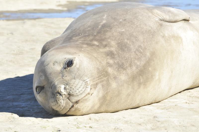 private-shore-excursion-peninsula-valdes-day-trip-2