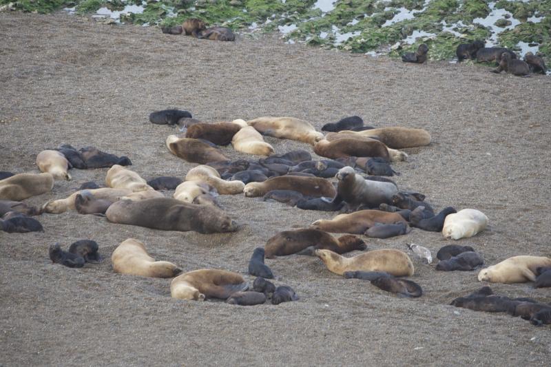 private-shore-excursion-peninsula-valdes-day-trip-3