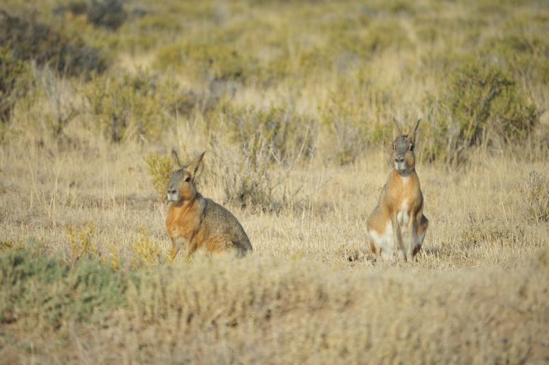 private-shore-excursion-peninsula-valdes-day-trip-4