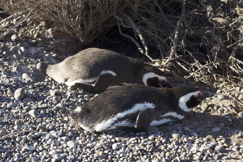private-shore-excursion-penguins-at-punta-tombo-1