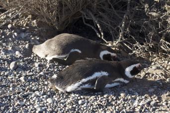 Private Shore Excursion: Penguins at Punta Tombo