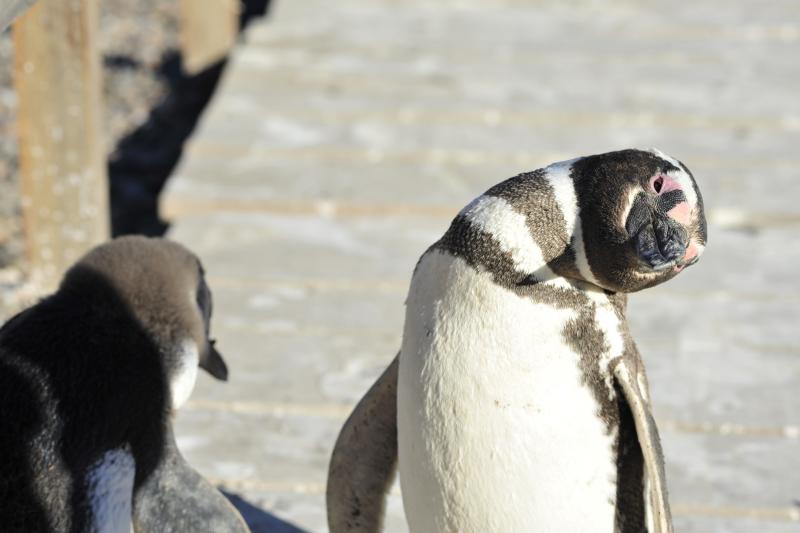 private-shore-excursion-penguins-at-punta-tombo-2