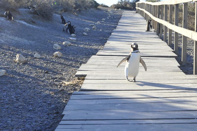 private-shore-excursion-penguins-at-punta-tombo-5