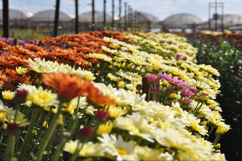 holambra-city-tour-the-flowers-city-in-sao-paulo-5