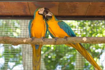Bird Park Tour