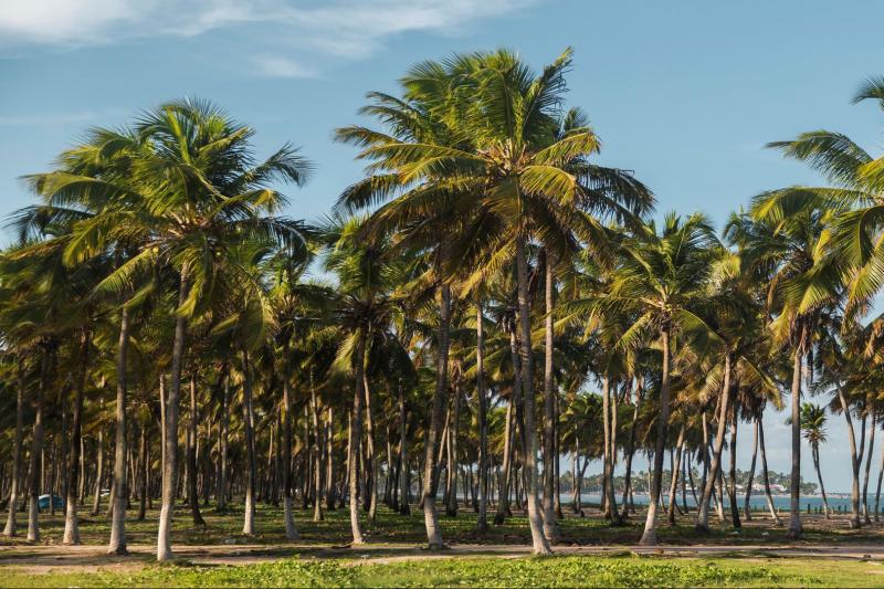 buggy-tour-by-porto-de-galinhas-4