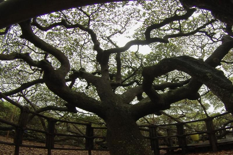 litoral-sul-vip-tour-in-a-4x4-4