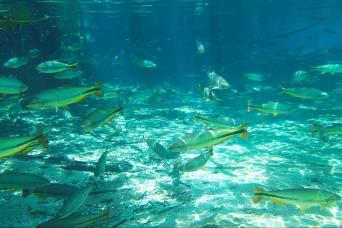 Sucuri River Snorkel Tour