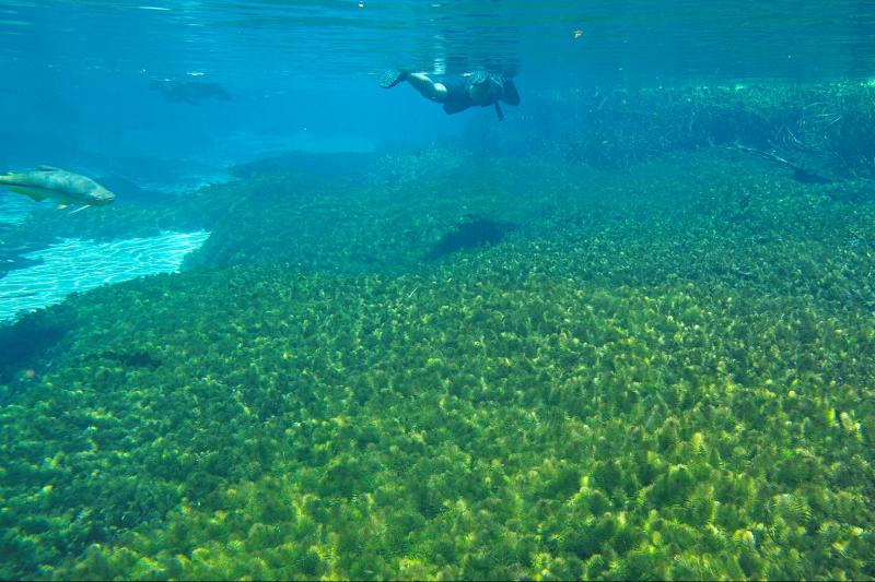 sucuri-river-snorkel-tour-2