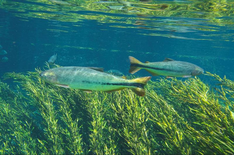 sucuri-river-snorkel-tour-4