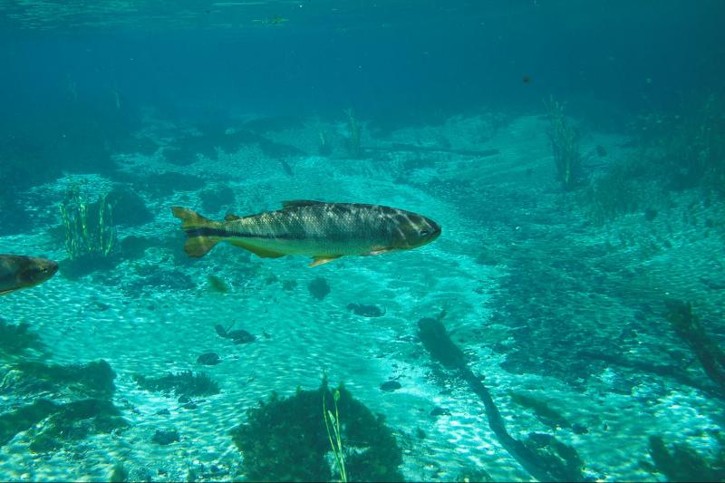 sucuri-river-snorkel-tour-5