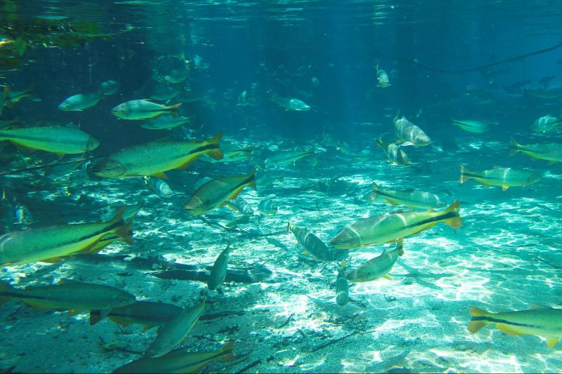 snorkeling-rio-da-prata-tour-3