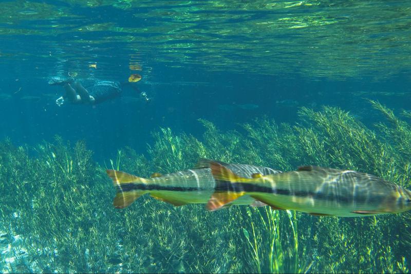 snorkeling-rio-da-prata-tour-4