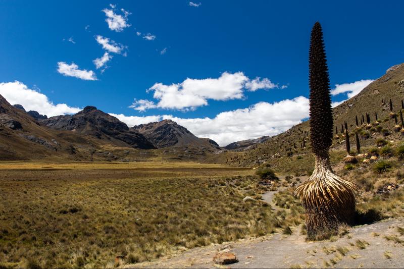 glacier-pastoruri-and-puya-raimondi-full-day-tour-6