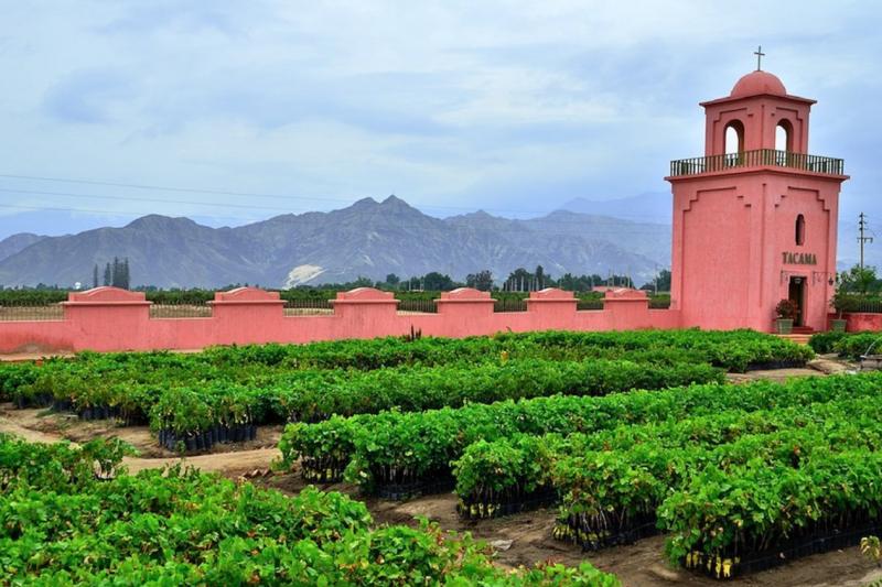 pisco-wineries-and-vineyards-day-tour-3