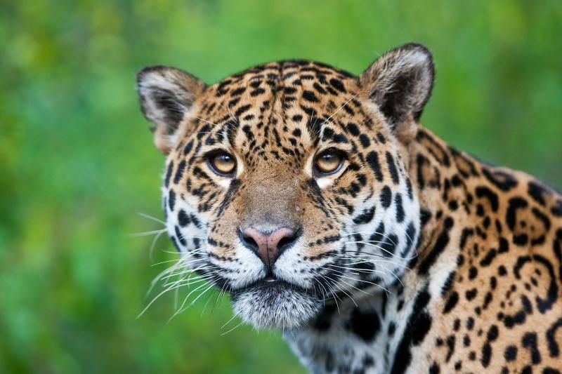 2-day-ecolodge-experience-in-tambopata-1