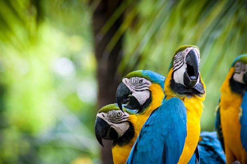 2-day-ecolodge-experience-in-tambopata-7