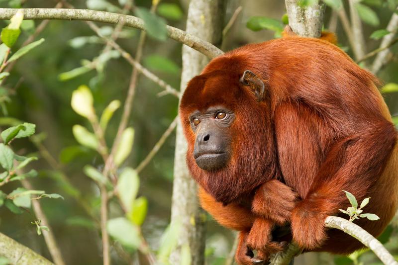 2-day-ecolodge-experience-in-tambopata-8