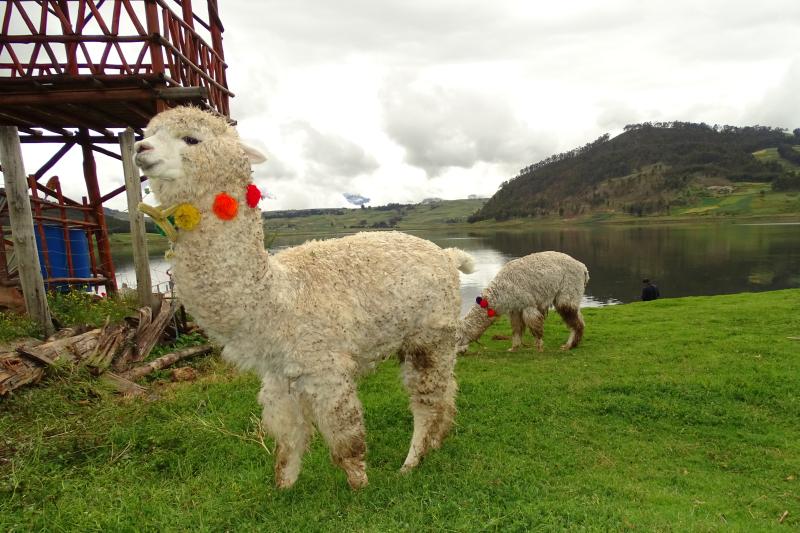 maras-atv-tour-with-huaypo-lagoon-5