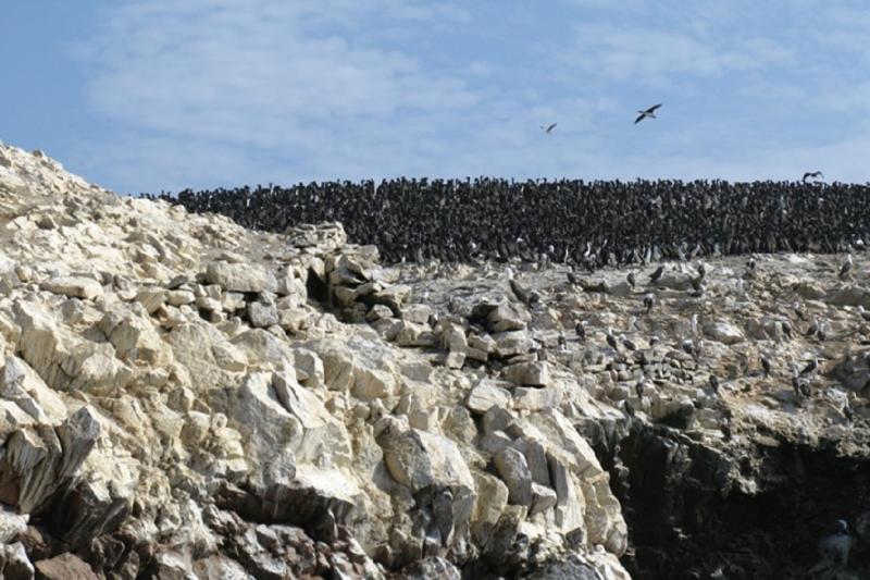 ballestas-islands-tour-from-san-martin-port-5