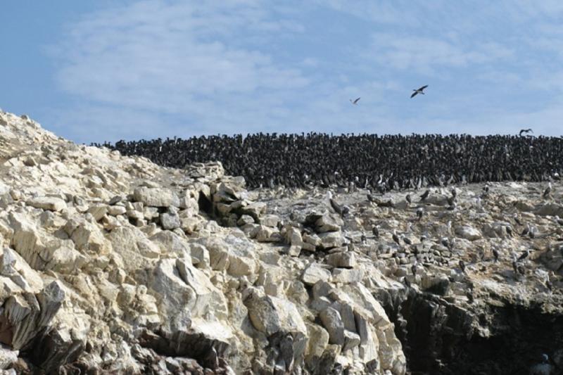 ballestas-islands-sightseeing-tour-without-transfe-4