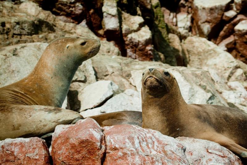 ballestas-islands-sightseeing-tour-without-transfe-5