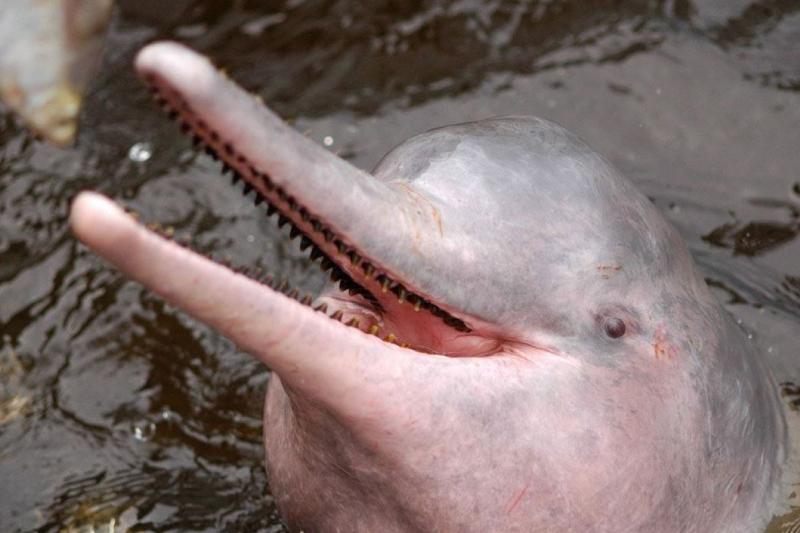 meeting-of-the-waters-and-pink-dolphin-tour-2