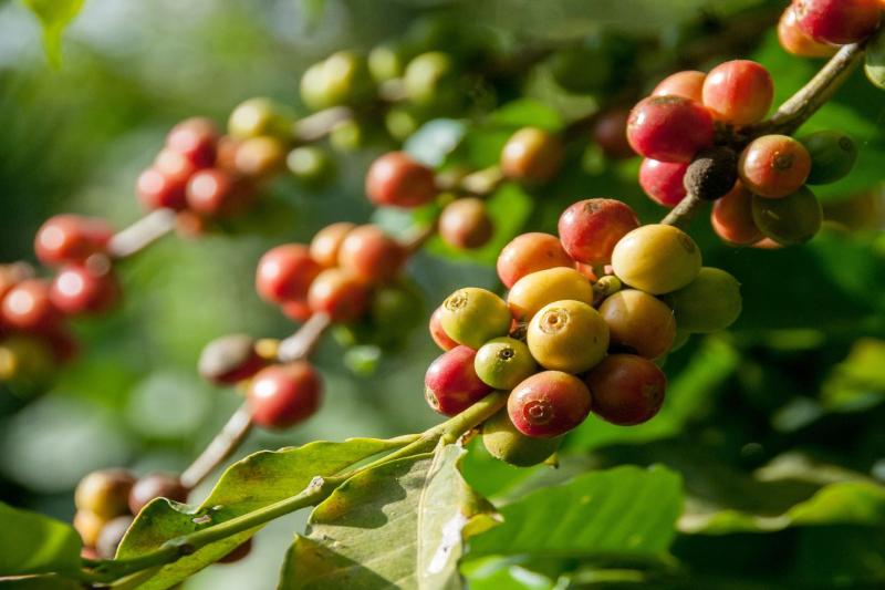 grouptour-to-a-coffee-farm-from-bogota-2