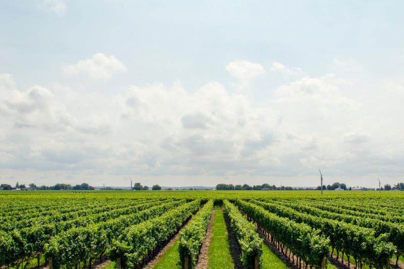 winery-tour-tasting-experience-in-montevideo-2