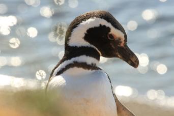 Punta Tombo Penguin Watching and Gaiman Visit