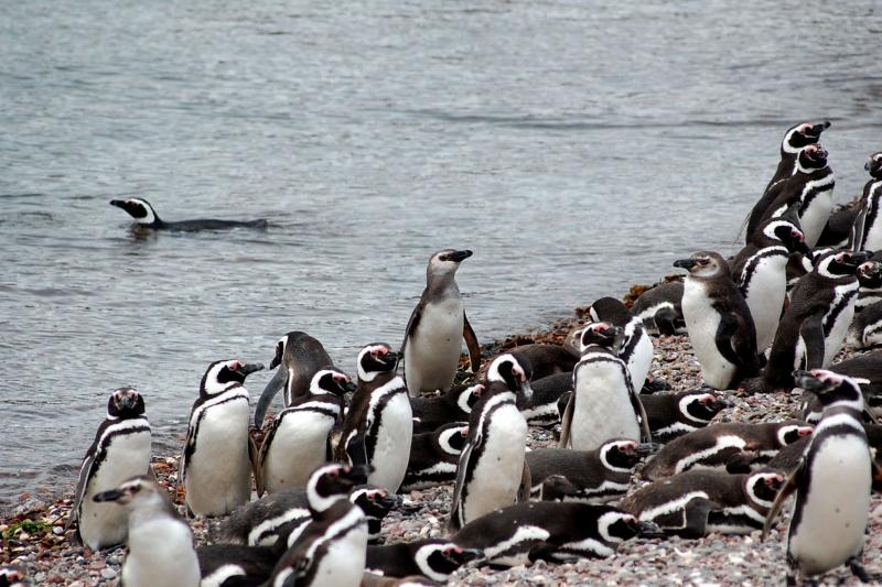 punta-tombo-penguin-watching-and-gaiman-visit-2