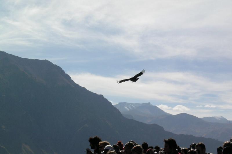 2-day-colca-canyon-trek-and-transfer-to-puno-sha-1