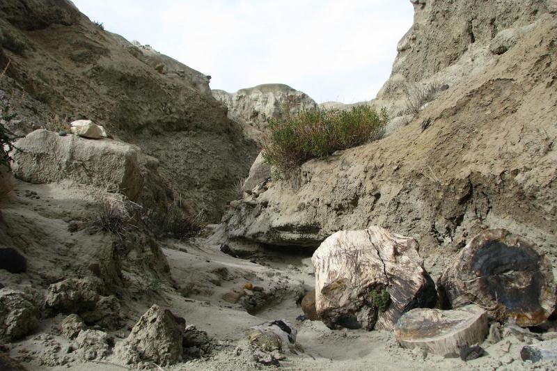 petrified-forest-day-tour-2