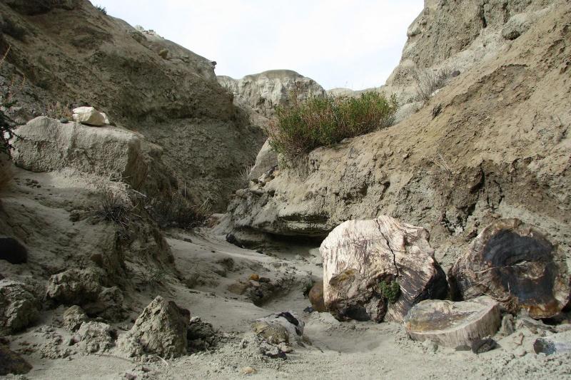 petrified-forest-day-tour-5