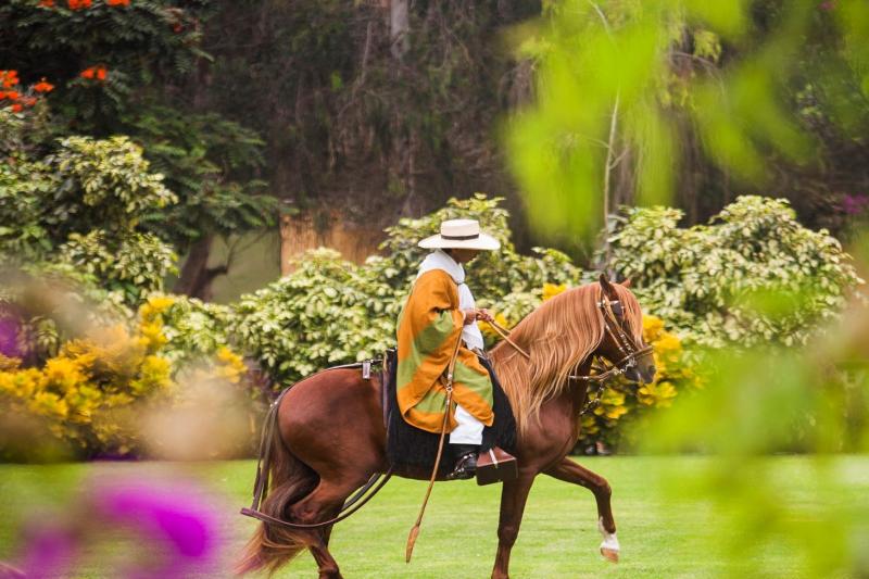 peruvian-paso-horse-marinera-with-lunch-6