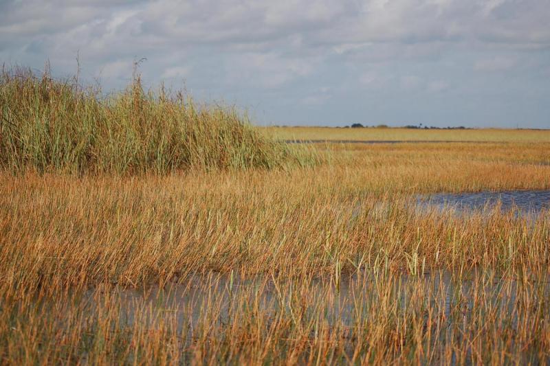 Allow your imagination to go wild in the everglades