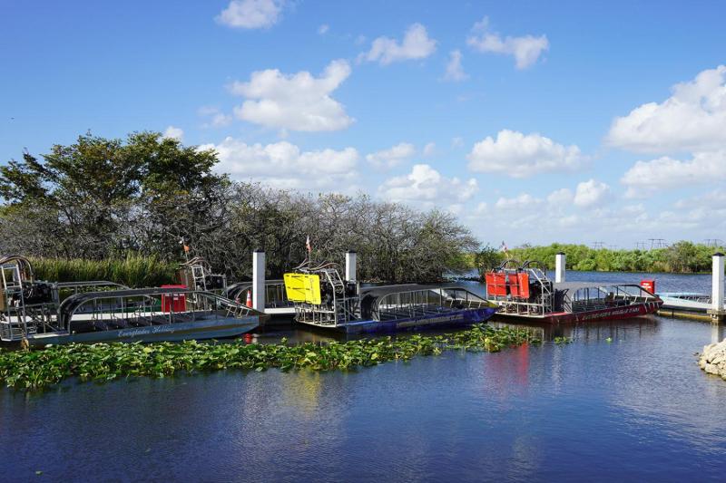 An alligator on the Everglades