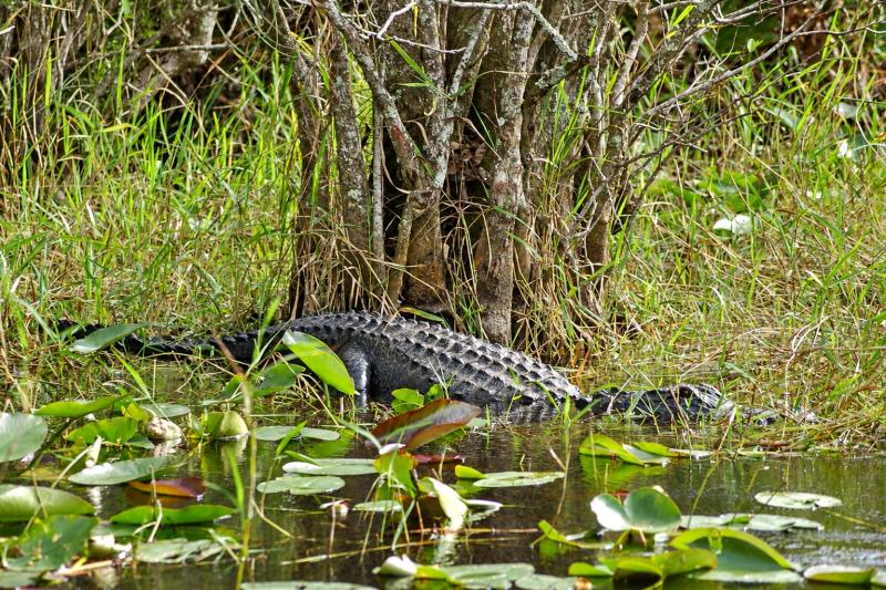 An alligator in the Everglades